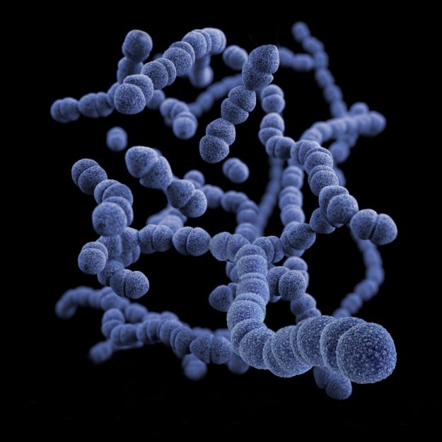 3D illustration of Streptococcus pneumoniae bacteria based on SEM imagery